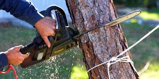 How Our Tree Care Process Works  in  Shinglehouse, PA